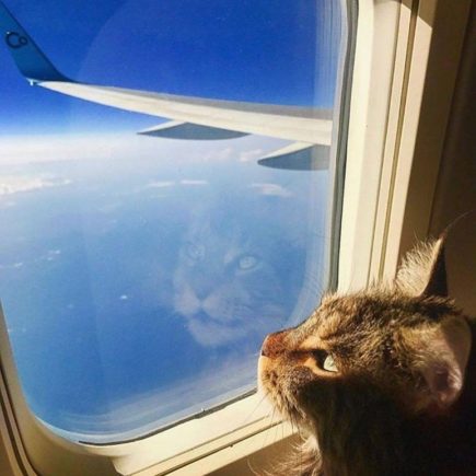 viagem internacional gatos