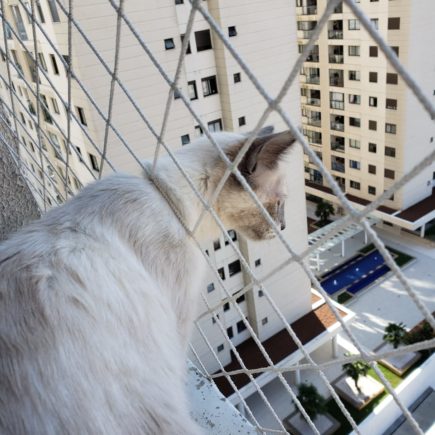 Telas de proteção para gatinhos