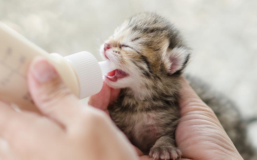 Como cuidar de um gato recém-nascido